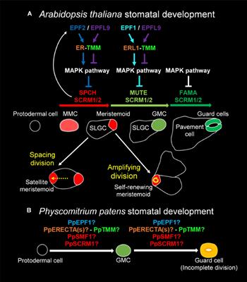 Stomata and Sporophytes of the Model Moss Physcomitrium patens